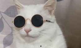 带你吃瓜狐狸,带你领略“吃瓜狐狸”的独特魅力