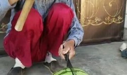 锤头瓜怎样吃,探索美味新境界