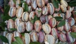 吃云南八月瓜,夏日里的甜蜜探险之旅