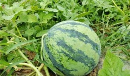 太仓吴江区吃瓜,夏日吃瓜盛宴，品味江南水乡清凉一夏