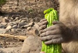 猴子吃瓜配乐,猴子吃瓜配乐背后的故事