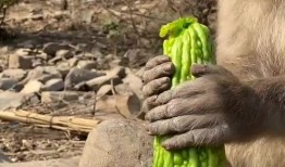 猴子吃瓜配乐,猴子吃瓜配乐背后的故事