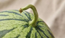 qp吃瓜,揭秘娱乐圈那些不为人知的幕后故事