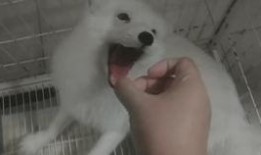 带你吃瓜狐狸,带你领略“吃瓜狐狸”的独特魅力