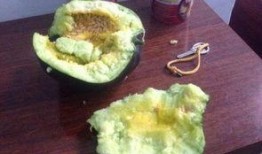 瓤瓜能煎着吃么,探索传统食材的新吃法