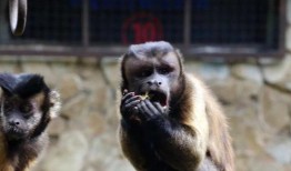 黑帽吃瓜网,网络黑产背后的惊人内幕