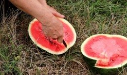 佛山高明吃瓜,夏日吃瓜盛宴，品味当地特色美食