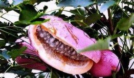 老人吃八月瓜视频大全,老人们共享的甜蜜回忆