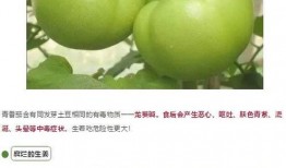 吃瓜湖北孝感,探寻湖北孝感美食文化之旅