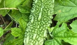 叶兰在线吃瓜,揭秘娱乐圈幕后风云