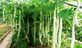 被罚吃蛇瓜,一场奇异的惩罚与反思之旅