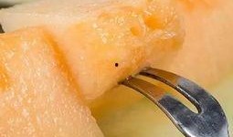 春季吃海南蜜瓜,海南蜜瓜的鲜美诱惑