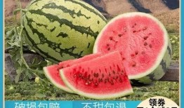 明年吃瓜日,盘点明年热门事件与趣味瞬间