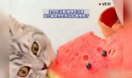 猫咪在吃瓜,萌宠美食瞬间捕捉