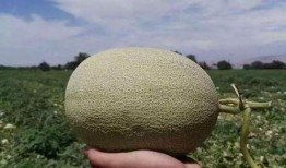 中秋吃瓜,一场别开生面的“吃瓜”盛宴