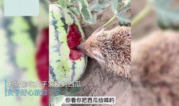 刺猬带全家吃瓜,共享夏日清凉时光