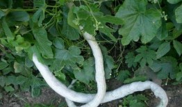 老蛇瓜怎么吃,探索传统美食新境界