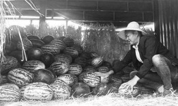 吃瓜群众岱岱宗