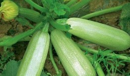 吃中药能吃茭瓜