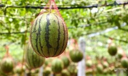 木马湖吃瓜,吃瓜群众纷纷围观