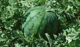 带着吃瓜,揭秘娱乐圈背后的故事