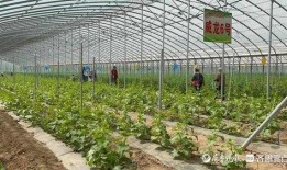 济南露营吃瓜,尽享夏日瓜果飘香时光