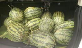 爆料带凳吃瓜,网络爆红现象背后的故事