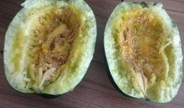 瓤瓜能煎着吃么,探索传统食材的新吃法