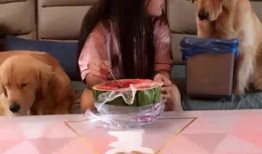 狗随主人吃瓜,宠物与主人共度欢乐时光