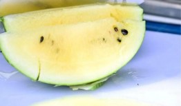 吃瓜五餐,揭秘美食背后的故事与传奇