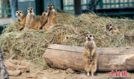 吃瓜群众狐獴,揭秘娱乐圈的“吃瓜”真相