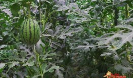 吃丰收瓜害处,揭秘过量食用带来的健康风险