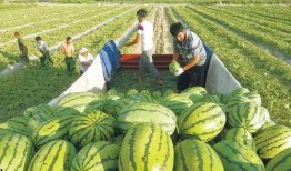 石家庄北国吃瓜,吃瓜群众的美食盛宴