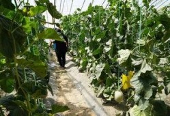 利川吃瓜视频,揭秘当地美食文化盛宴