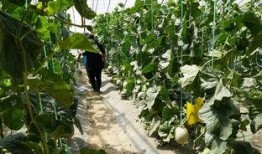 利川吃瓜视频,揭秘当地美食文化盛宴