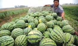 瓜农吃瓜黑料,揭秘背后真相与争议