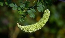 吃凉瓜会解药,揭秘夏日清凉美食的神奇功效