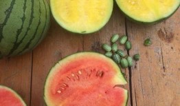 牙缝吃瓜,揭秘美食与口腔健康的微妙关系