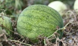 兰州哪里可以吃瓜,寻味瓜果天堂