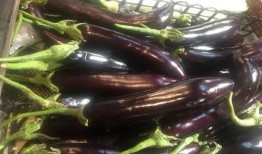 茄子天天吃瓜,揭秘日常饮食中的健康奥秘