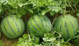 现在就出发吃瓜,畅享夏日吃瓜盛宴