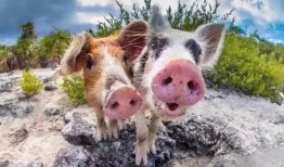 小猪吃瓜没吃饱