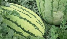 吃瓜就该有吃瓜的样子吗,揭秘吃瓜的正确姿势