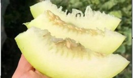 中国吃瓜女王图片,揭秘网络红人的魅力与争议