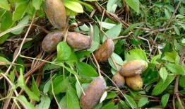 学霸吃八月瓜是什么意思