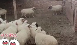 羊吃不吃大瓜,揭秘羊是否爱吃大瓜