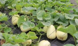 外地人吃银瓜,舌尖上的地方特色之旅