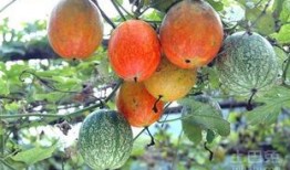 吊瓜什么部位可以吃,从藤蔓到餐桌，探寻可食用部位的奥秘