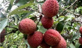 大丫头吃瓜,揭秘娱乐圈幕后故事