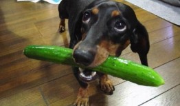 抓赌狗吃瓜,抓赌狗与吃瓜群众的较量